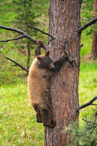 Colorado-Pike National Forest Black bear subadult descends tree